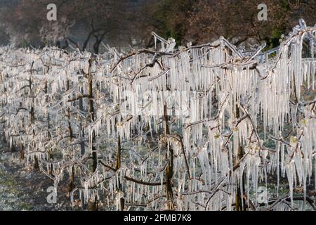 Frostschutz, vereiste Aprikosenbäume, Wachau, Niederösterreich, Österreich Stockfoto