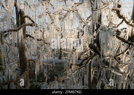 Frostschutz, vereiste Aprikosenbäume, Wachau, Niederösterreich, Österreich Stockfoto