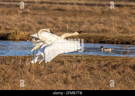 Trumpeter Swan Paar in Alaska Stockfoto