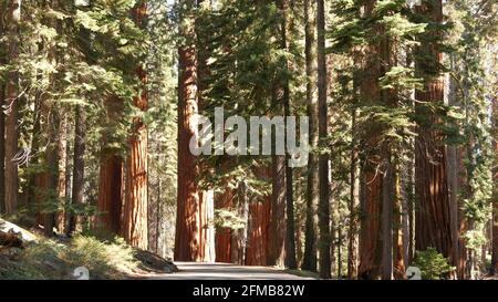 Sequoia-Wald, Redwood-Bäume im Nationalpark, Nordkalifornien, USA. Altes Waldgebiet in der Nähe des Kings Canyon. Trekking- und Wandertourismus. Einzigartige Nadelkiefern aus der Lavre mit massiven hohen Stämmen. Stockfoto