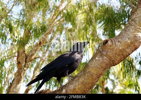 Schwarze Krähe in einem Baum an der Gold Coast, Australien Stockfoto