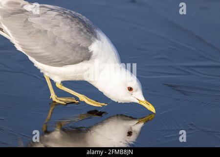 Möwe, Möwe oder Meeresmöwe Stockfoto