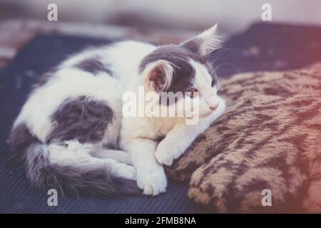 Kleine weiß-graue Kätzchen im Freien. Lustige Katze liegt im Sommer auf dem Hof Stockfoto