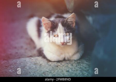 Kleine weiß-graue Kätzchen im Freien. Lustige Katze liegt im Sommer auf dem Hof Stockfoto