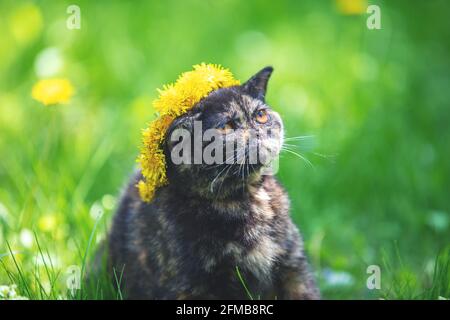 Kleine Schildkrötenkätzchen, die im Frühlingsgarten auf dem Gras sitzen. Katzenkronenchaplet mit Nelkenkronenblüte Stockfoto