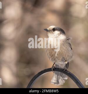 Grey Jay, Canada jay, Camp Robber, Whiskey Jack Stockfoto