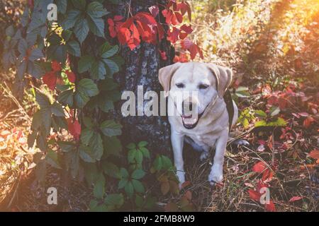 Labrador Retriever Hund im Herbstwald in der Nähe einer Kiefer Baum mit Efeu umschlungt Stockfoto