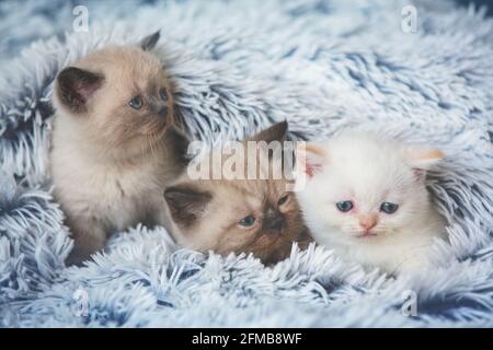 Drei niedliche Kätzchen, die unter dem weichen Fell herausgucken Blaue Decke Stockfoto