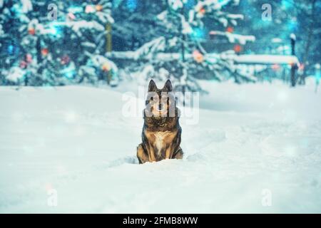 Hund, der im Winter im Schnee in der Nähe von Tannen sitzt Bäume mit Schnee bedeckt Stockfoto