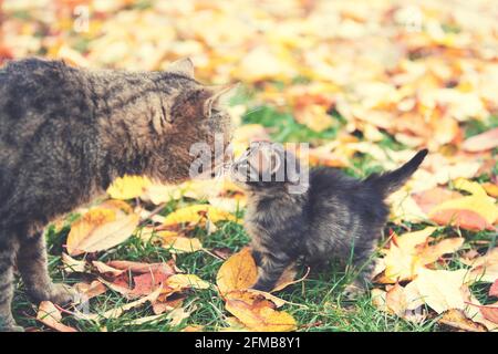 Mama Katze mit kleinen Kätzchen im Freien im Herbstgarten Stockfoto