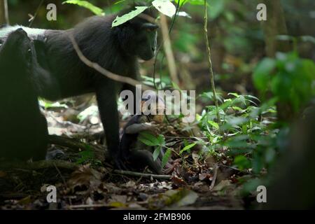 Baby von Makaken (Macaca nigra) spielt unter der Obhut der Eltern im Naturschutzgebiet Tangkoko, North Sulawesi, Indonesien. Primate Wissenschaftler vom Macaca Nigra Project beobachteten, dass die Entwöhnungsphase eines makaken Säuglings mit Kammmuscheln im Alter von 5 Monaten beginnt und normalerweise im Alter von etwa 1 Jahren abgeschlossen wird – es ist die früheste Lebensphase, in der die Säuglingssterblichkeit am höchsten ist. Stockfoto