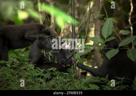 Baby von Makaken (Macaca nigra) spielt unter der Obhut der Eltern im Naturschutzgebiet Tangkoko, North Sulawesi, Indonesien. Primate Wissenschaftler vom Macaca Nigra Project beobachteten, dass die Entwöhnungsphase eines makaken Säuglings mit Kammmuscheln im Alter von 5 Monaten beginnt und normalerweise im Alter von etwa 1 Jahren abgeschlossen wird – es ist die früheste Lebensphase, in der die Säuglingssterblichkeit am höchsten ist. Der Bericht besagt auch, dass „makake Kammgruppen mit mehr erwachsenen Frauen besser in der Lage sind, (Nahrungsmittel-)Ressourcen gegen andere Gruppen zu verteidigen“ – einer der Faktoren, die die Überlebenschance bestimmen. Stockfoto