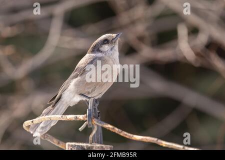 Grey Jay, Canada jay, Camp Robber, Whiskey Jack Stockfoto