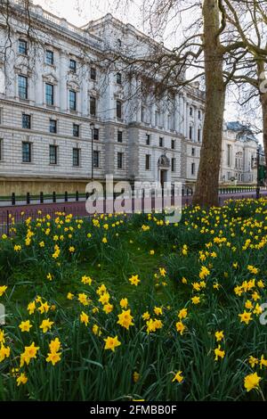 England, London, Westminster, Whitehall, St.James's Park und HM Treasury Building mit Daffodils im Frühjahr Stockfoto