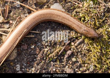 Blindschleiche, geschiedenen fragilis Stockfoto