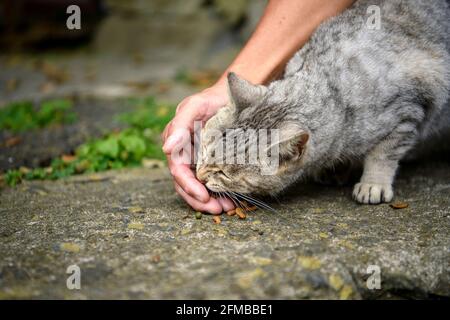 Eine Touristenhand füttert eine streunende tabby Katze. Im Dorf Tashirojima Island in der Präfektur Miyagi, Japan, ist dies ein berühmtes Touristenziel. Stockfoto