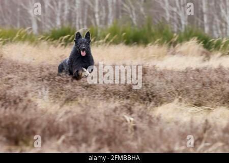 Schäferhund, gelbe Wange, deutscher Schäferhund, Hund Stockfoto