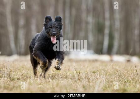 Schäferhund, gelbe Wange, deutscher Schäferhund, Hund Stockfoto