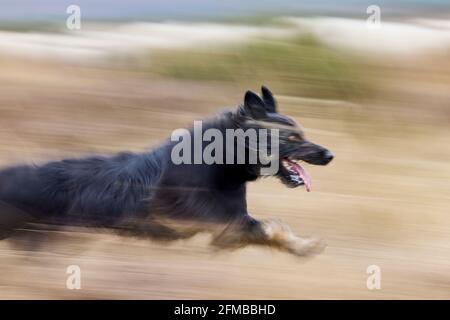 Schäferhund, gelbe Wange, deutscher Schäferhund, Hund Stockfoto