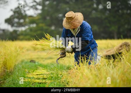 Ein japanischer Bauer, der ein blaues Kleid und einen Weidenhut trägt, erntet Reis auf einem Feld, Reispflanzen in Goldgelb in der ländlichen Präfektur Niigata, Japan. Stockfoto