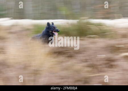 Schäferhund, gelbe Wange, deutscher Schäferhund, Hund Stockfoto