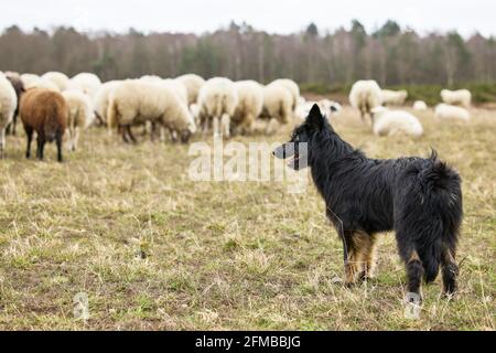 Schäferhund, gelbe Wange, deutscher Schäferhund, Hund Stockfoto