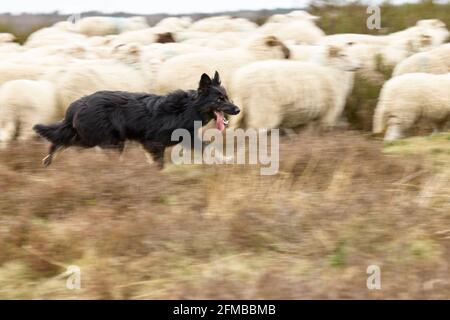 Schäferhund, gelbe Wange, deutscher Schäferhund, Hund Stockfoto