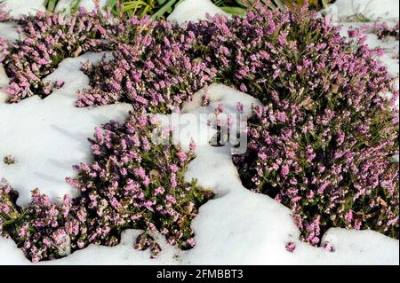 Schneeheide Erica carnea blüht aus dem Schnee hinein Der Wintergarten Stockfoto