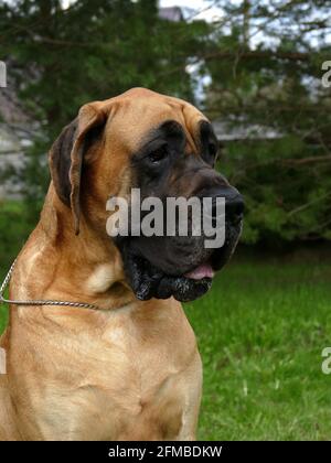 Great dane Dog Face, Nahaufnahme Porträt Stockfoto