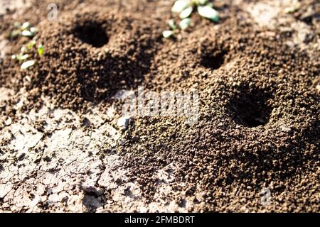 Ameisenhaus. Ameisenhaufen auf der Straße. Ein von Ameisen geschaffener Landstrich auf der Straße. Haus für Insekten. Stockfoto