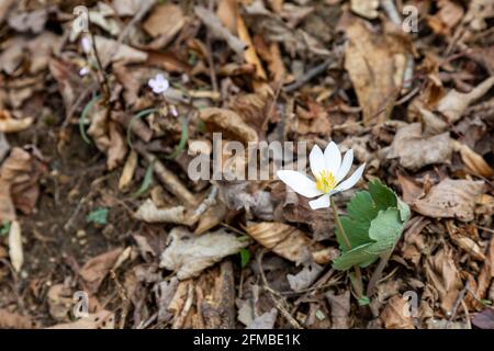 Eine Floodroot-Wildblume wächst unter toten Blättern in der Nähe von Spring Beauties auf dem Waldboden im Metea County Park in der Nähe von Fort Wayne, Indiana, USA. Stockfoto