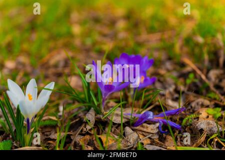 Weiße und violette Krokusse auf einer Wiese im Frühling Stockfoto