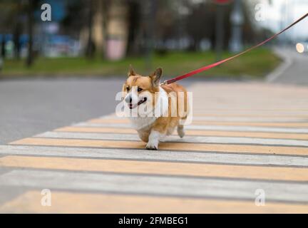 Lustige Welpe Corgi Hunde an einer Leine richtig überqueren die Straße an einem Fußgängerübergang in der Stadt Stockfoto