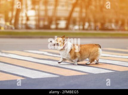 Lustige Hund Welpen Corgi sicher überquert die Straße auf einem Fußgängerüberweg auf einer Stadtstraße Stockfoto