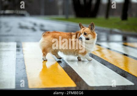 Ein lustiger Corgi-Hundewelpe überquert die Straße bei einem Fußgänger Überfahrt an einem regnerischen Tag Stockfoto