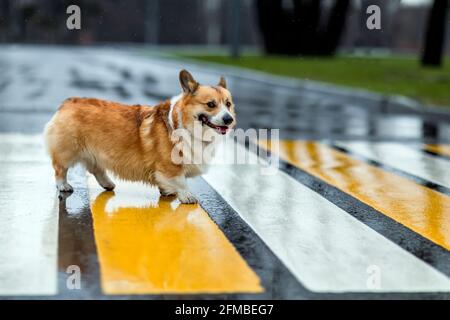 Lustige Corgi Hund Welpen überqueren die Straße bei einem Fußgänger Überfahrt an einem regnerischen Tag und lächelnd Stockfoto