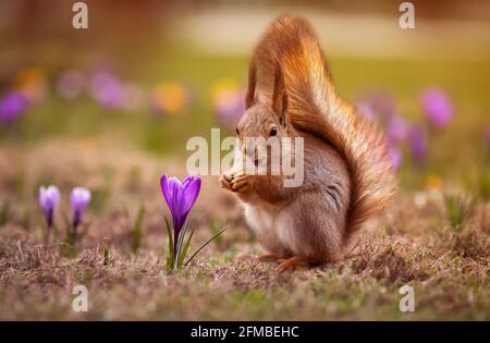 Niedliche flauschige rote Eichhörnchen Spaziergänge zwischen schönen Schneeglöckchen Krokusse in Der sonnige Frühlingspark Stockfoto