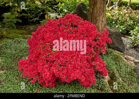Roter japanischer Azalee Japanica-Busch, der im Frühjahr in einem Garten blüht, Vancouver, British Columbia, Kanada Stockfoto