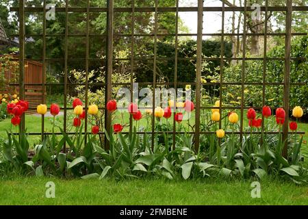Eine Reihe von roten und gelben Tulpen blüht in einem Garten im Frühjahr gegen ein hölzernes Gitter Stockfoto