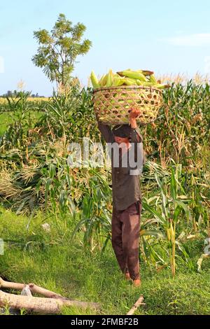 Balinesischer Bauer, der während der Ernte einen großen Korb auf dem Kopf trug, voll mit reifen Ähren mit süßem Mais. Ubud Bali, Indonesien Stockfoto