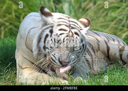 Weißer bengalischer Tiger, Panthera tigris. Das Tier isst. Stockfoto