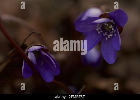 Anemone hepatica, (Hepatica nobilis), zwei Blüten, dunkler weicher Hintergrund, Finnland Stockfoto