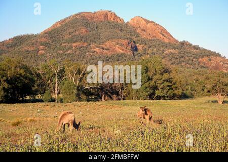 Zwei Eastern Grey Kängurus, Macropus giganteus, stehen vor dem Belougery Split Rock, Warrumbungle National Park, in der Nähe von Coonabarrabran Stockfoto