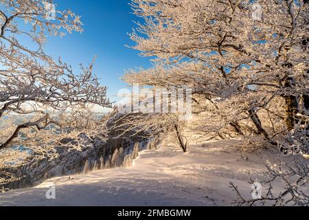 Die ersten Sonnenstrahlen lassen die eisigen Äste dieser Bäume im Schweizer Jura erstrahlen. Stockfoto