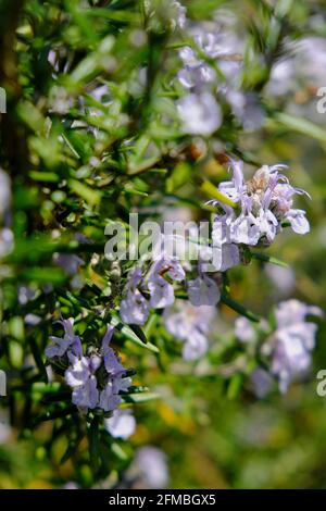 Blühender Rosmarin Stockfoto