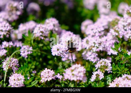 Hummel auf einem blühenden Thymiangarten Stockfoto