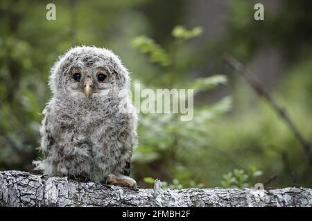 Nestling einer Uraleule in Finnland. Stockfoto