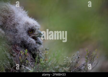 Eine junge Adlereule wartet auf ihre Mutter. Stockfoto