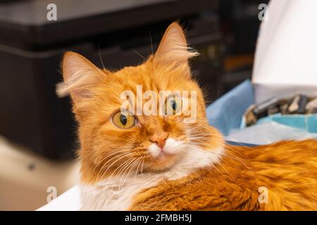 Überrascht, verängstigt, verwirrt, sprachlos, liegt die rote Katze mit weit geöffneten, prallen Augen Stockfoto