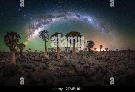 Milchstraße über den Köcherbaumwald in Namibia. Stockfoto